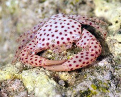 Crabe gardien des coraux à points rouges (Trapezia tigrina)