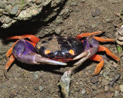 Crabe Halloween (Gecarcinus quadratus)