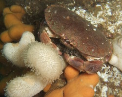 Crabe tourteau (Cancer pagurus)