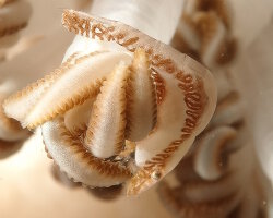 Crevette des coraux mous Xenia (Alcyonohippolyte commensalis)