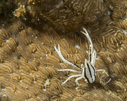 Galathée élégante des comatules (Allogalathea elegans)