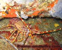 La langouste (Méditerranée, Octobre 2005) La langouste