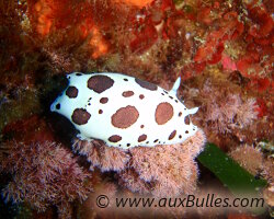 Le doris dalmatien reconnaissable gr�ce � sa livr�e mouchet�e � laquelle il doit son nom