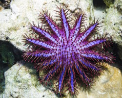 L'étoile de mer couronne d'épines