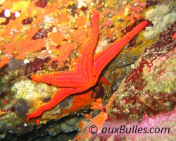 Une étoile de mer rouge sous un surplomb rocheux. Une étoile de mer rouge sous un surplomb rocheux.