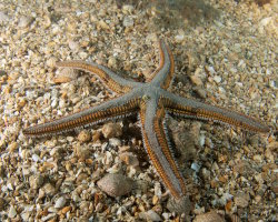 L'étoile de mer royale