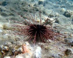 Oursin diadème de Méditerranée (Centrostephanus longispinus)