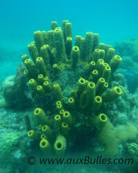 De magnifiques massifs d'éponges tube jaune ! De magnifiques massifs d'éponges tube jaune !