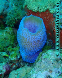 Eponge vase bleu fluorescent ou �ponge vase azur�e