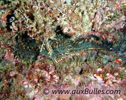 Etoile de mer glaciaire (Marthasterias glacialis) Etoile de mer glaciaire (Marthasterias glacialis)