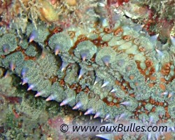 Etoile de mer glaciaire (Marthasterias glacialis)