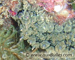 L'�toile de mer glaciaire dispose de podias photosensibles � chaque extr�mit� de ses bras