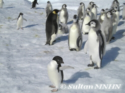 L'exposition L'Antarctique, haut lieu de biodiversité avec les manchots Adélie