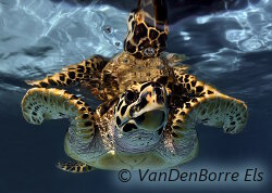 Une tortue marine participe au concours photo du Festival de l'Image Sous Marine (Festisub)