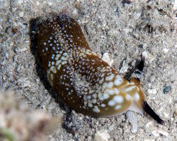 Limace de mer ocellée (Plakobranchus ocellatus)