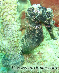 L'hippocampe � long museau - ici de couleur noir - est une esp�ce menac�e !