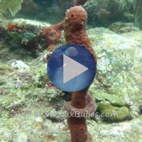 Hippocampe rouge � long museau