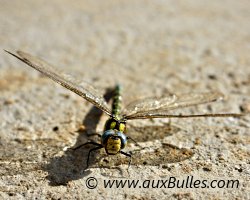 La libellule peut se rencontrer � des distances �loign�es de son milieu aquatique d'origine