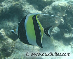 Les Maldives et la richesse de sa faune sous-marine Les Maldives et la richesse de sa faune sous-marine