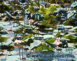 Etendue d'eau couverte de lotus sacr�s (Indes)