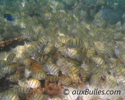 Un banc de poissons aux Maldives