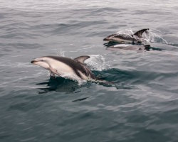 Dauphin à flancs blancs du Pacifique (Sagmatias obliquidens) Dauphin à flancs blancs du Pacifique (Sagmatias obliquidens)