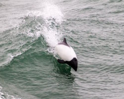 Dauphin de Commerson (Cephalorhynchus commersonii)