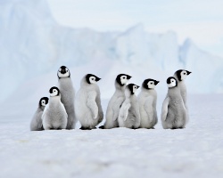 Petit groupe de jeunes manchots empereurs en Antarctique