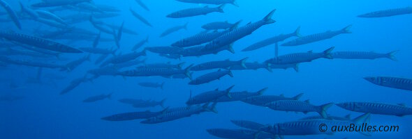 Un banc de barracudas en mer Méditerranée