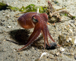 Sépiole du Pacifique boréal (Rossia pacifica)