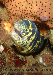 La murène à gueule pavée se caractérise par sa tête marbrée de jaune ! La murène à gueule pavée se caractérise par sa tête marbrée de jaune !