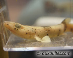 Naissance d'un bébé requin au Nautic 2011