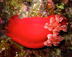 Danseuse espagnole (Hexabranchus sanguineus)