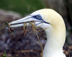 Fou austral (Morus serrator)