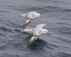 Fulmar argenté (Fulmarus glacialoides)