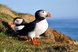 Macareux moine (Fratercula arctica)