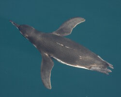 Manchot des Galapagos (Spheniscus mendiculus)