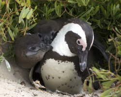 Manchot du Cap (Spheniscus demersus)