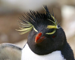 Gorfou sauteur (Eudyptes chrysocome)