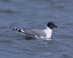 Mouette de Sabine (Xema sabini)