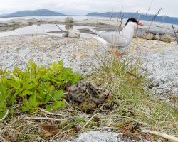 Sterne arctique (Sterna paradisaea) Sterne arctique (Sterna paradisaea)