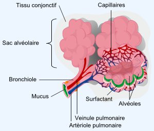 Les alv�oles pulmonaires sont le lieu des �changes gazeux.