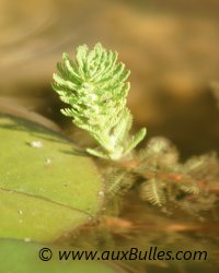 Les plantes aquatiques oxygénantes avec l'hottonie (Hottonia palustris) Les plantes aquatiques oxygénantes avec l'hottonie (Hottonia palustris)