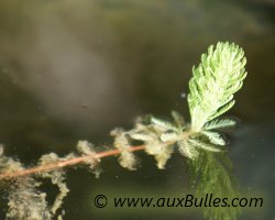 L'hottonie (Hottonia palustris) émerge partiellement de l'eau L'hottonie (Hottonia palustris) émerge partiellement de l'eau