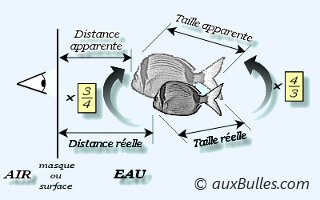 La vision dans l'eau (Les notions de base)