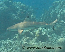 Le requin pointe noire est reconnaissable � la pointe de son aileron de couleur noire !