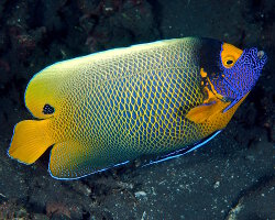 Poisson ange à tête bleue (Pomacanthus xanthometopon) Poisson ange à tête bleue (Pomacanthus xanthometopon)