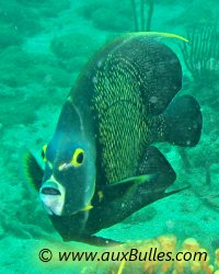 Le jaune, une couleur qui ponctue et souligne la silhouette du poisson ange fran�ais !