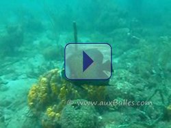 Couple de poissons ange fran�ais