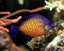 Poisson ange nain à deux épines (Centropyge bispinosa)